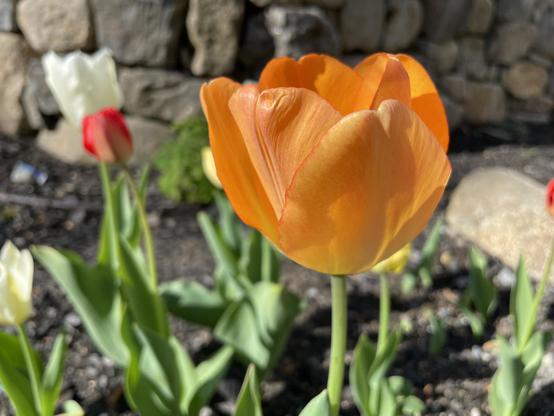An up-close peachy-orange colored tulip, with a background of other tulips set before a stone wall.