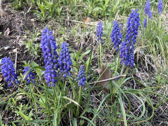 A series of grape hyacinths set against a grassy background. The little purple flowers are smaller than an eraser on a pencil, and the whole flower stem stands only 3-4 inches high.