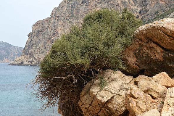 A photo of a joint pine on the edge of a rocky cliff. There is water and rocky hills behind it.