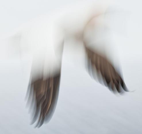 The wings of a gannet photographed with a longer exposure time