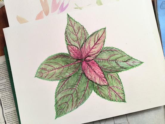 A watercolor of a red and green mamaki plant