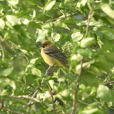 A small yellow bird perched on a branch surrounded by green leaves. The background features lush foliage, creating a natural and vibrant setting.