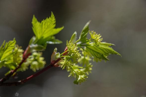 Acer glabrum, shiny maple. One a blurry BG, a red twig with several small green flowers, and leaves barely unfurling.