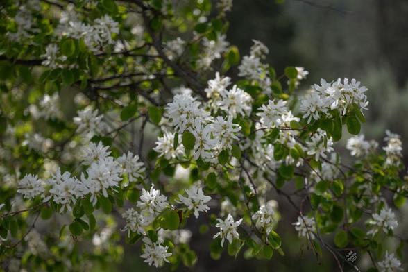 Amelanchier alnifolia, servicemerry. On  blurry BG, a cluster of branches with fresh green leaves and plentiful clusters of white flowers. Each is five-petalled with prominent yellow stamens.