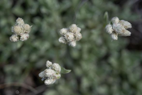 Antennaria lanata, pussytoes. Lookiung down from above. The BG is the silvery-grey rosette of leaves at the base of the plant. In focus are the flowers, clusters of reproductive parts inside a husk of white "petals" (sepals, I would guess) that make it look a bit like toe beans. The whole plant is barely a hand tall.