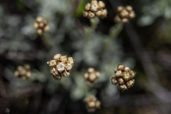 Antennaria umbrinella, umber pussytoes. Similar to the last one but the flowerheads are more flat and umbel-like.