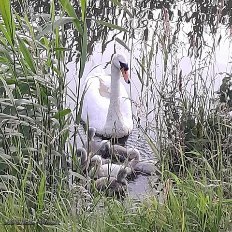 A Swan with her six little ones in the water among grass and reeds