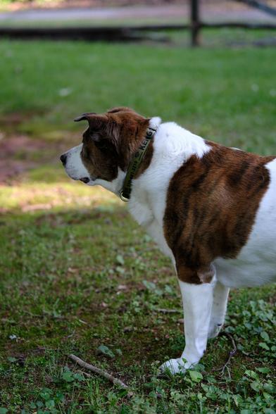 A profile of a white and brown dog standing in his yard looking toward the left of the screen. A patch of sunlit grass right next his face.