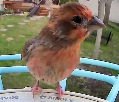 A sparrow like bird with orange colouring sitting on a bird camera perch. The bird has pink talons.