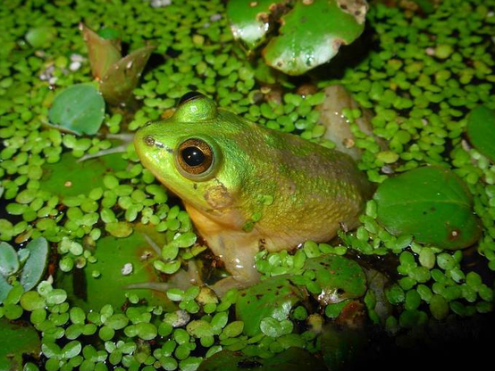 A bright-green frog sits half submerged in a pool of water filled with small, clover-sized leaves and bigger leaves.