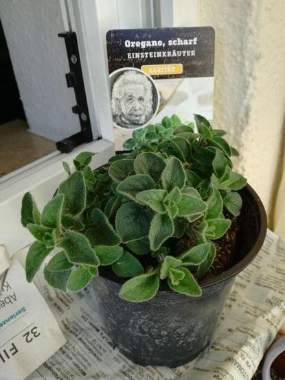 Vor einen geöffneten Fenster steht auf einer Zeitung ein Plastikblumentopf mit einer Oregano-Pflanze.
Im Topf steckt noch ein Sticker mit der Aufschrift: Oregano, scharf - Einsteinkräuter, darunter ein Bild mit dem Gesicht von A. Einstein