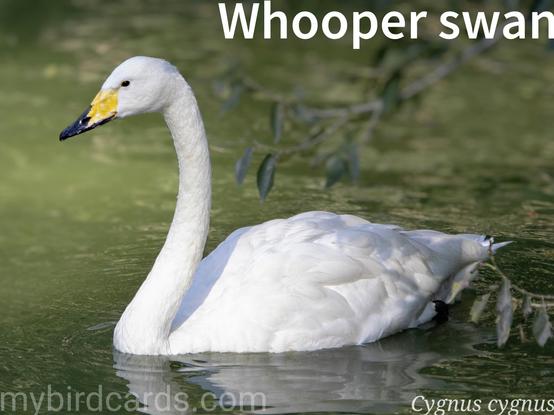 🌍🌏 Whooper swan (Cygnus cygnus) 

The whooper swan, also known as the common swan, is a large, striking white swan found across a large part of Eurasia, with a long, erect neck and black legs. Its black bill features a prominent triangular yellow patch. During winter, whooper swans are social, forming flocks in wetlands, estuaries, and fields, feeding on aquatic plants, and grains. They are vocal, with a distinctive "whooping" call. In flight, they often form a 'V' shape. They are monogamous, and pairs engage in courtship displays. 

Conservation status: Least Concern (IUCN 3.1)

📷: Photo by Lancier via Pixabay https://pixabay.com/photos/white-swan-swan-pond-bird-7767369/

VFFQ
