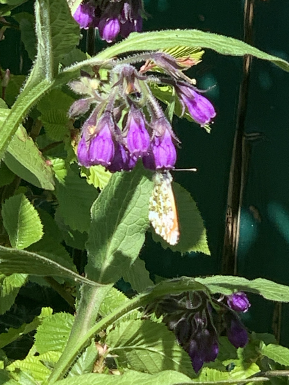 Violett blühender Beinwell, die Blüten sehen wie kleine Glockenaus. Ein Aurorafalter saugt Nektar , die Flügel sind geschlossen.