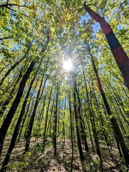 Photo of the sun shining brightly through the green leaves of trees in a forest.