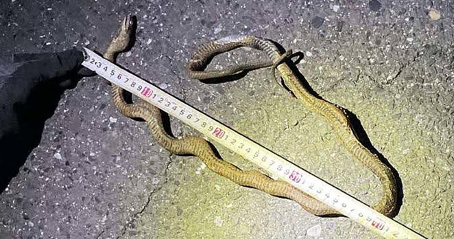 Reptile causes major delays in Japan