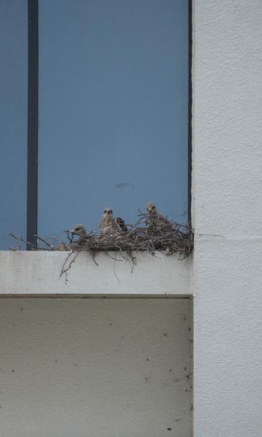 3 baby hawks on a building ledge