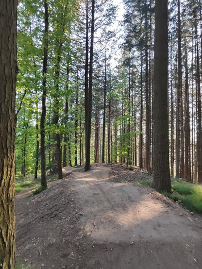 Ein Table im Wald, Kurven im Hintergrund