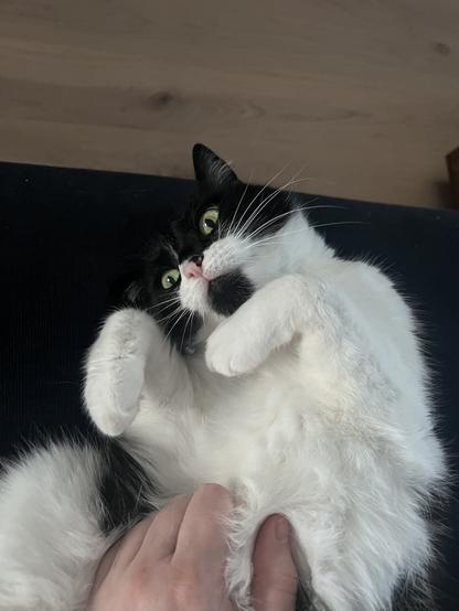 A black and white cat is on her back, with folded paws, and she has mischievous eyes