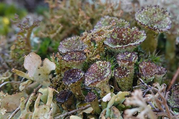 A group of Pebbled Pixie Cup lichen (Cladonia pyxidata) with an Organ Pipe lichen (Cladonia crispata) in the center growing on the ground.
In front of these lichens grows a beige-colored Crazy Scale lichen (Cladonia turgida) with large lobes from which cylindrical, upright lichen structures with tiny black fruiting bodies (pycnidia) grow.
Some moss can be seen between the lichens.