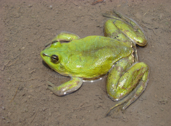 A lime green frog sits in a shallow pool of water over a muddy surface.