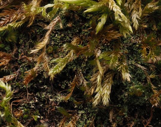 Macro photograph: minutely squamulose lichen between moss.