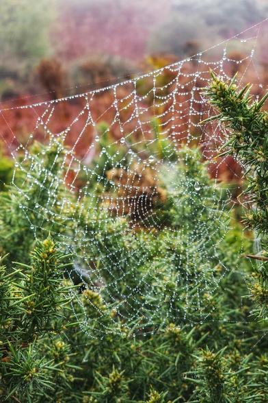 A close-up shot of a spider web covered in glistening water droplets, strung between spiky green plants.