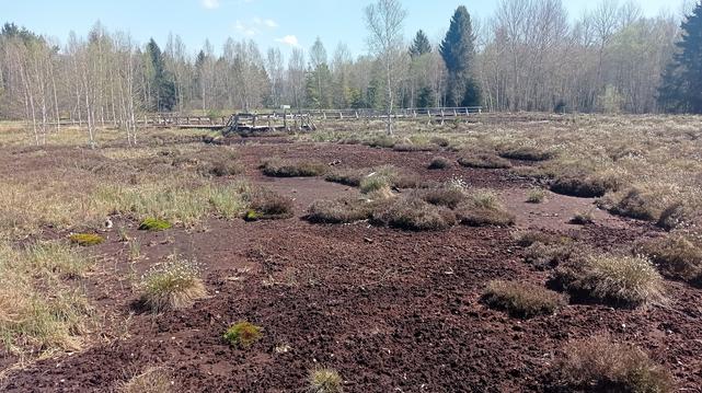Tourbière fortement dégradée par l'exploitation de tourbe, en cours de régénération.
En arrière plan, les pontons du sentier didactique.