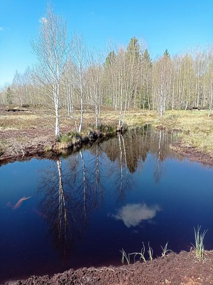Paysage de tourbière dégradée en cours de restauration : une fosse a été aménagée pour permettre le stockage de l'eau et le redémarrage de la tourbière active.
Les bouleaux recolonisent les bords.