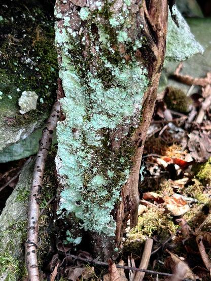 A pale cyan powdery lichen growing on a tree trunk. Behind and to the left can be seen bits of a stone wall that also has bits of the lichen amidst mossy patches. Behind and to the right are fallen leaves and more moss.