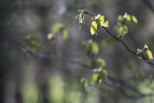 A color photograph. Sunlight illuminates a pair of leaves in spring, while they are bright and translucent. Behind, pine needles are in soft focus and some spring green leaves.