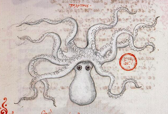 Enluminure du Ms 3041 de la Bibliothèque Sainte-Geneviève : un poulpe blanc dessiné en gris et noir ; sa tête est en bas