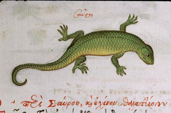 Enluminure du Ms 3041 de la Bibliothèque Sainte-Geneviève : u magnifique lézard vert, vu en plongée, avec des écritures grecques rouges au-dessus et sous lui
