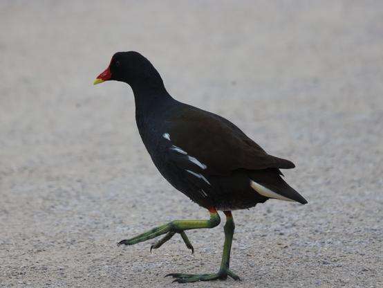 Poule d'eau adulte de profil, marchant vers la droite, une patte au sol et l'autre levée.