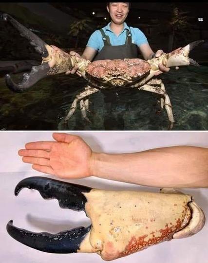 The Tasmanian King Crab is one of the largest crab species in the world.