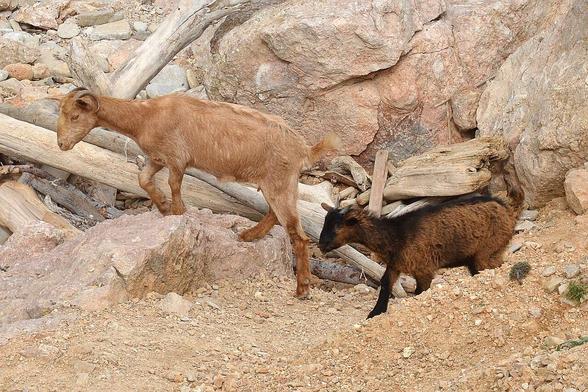 A photo of two goats walking along a rocky landscape.