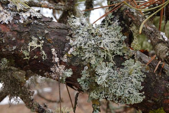 Two large Hooded Tube lichens (Hypogymnia physodes) with light grey-blue, convex lobes growing on a dark pine branch.
Their lobes appear swollen, they are hollow inside and their tips are turned upright.
Mealy, tiny white granules called soredia* grow under these tips.
A few thin, brown Horsehair lichens (Bryoria sp.) also grow on the branch and between the lobes of the Hooded Tube lichens.
*Soredia are tiny granules that consist of fungal hyphae and algae and serve the reproduction of the lichen.