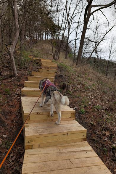 Husky Tonttu leads the way up a wooden staircase without railing, ascending a hillside in a winding path, with a bit of bluff showing through the trees at the top.