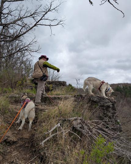 The hiking huskies and human from the previous photo have reached a rocky bluff overlook. The nearly white, fluffy Siberian husky Zeena peers over the edge while human Jeff, in hat, field vest, and camera with fuzzy microphone slung over his shoulder snaps a shot of Zeena with his phone. Alaskan husky Tonttu, pulling the photographer still ascending the hill, pauses just behind Jeff. The sky is low and cloudy, with light and dark regions indicating fluffy texture.