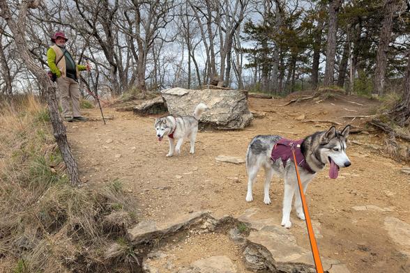 The huskies and hikers in this thread pause to catch their breath on a bare, sandy, well-trodden widening in the trail just off the bluff, with scattered boulders and juniper trees.