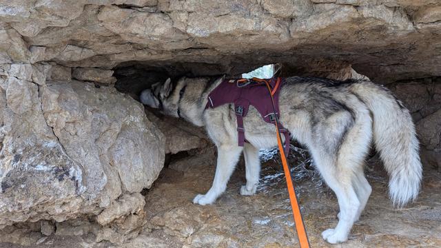 Husky Tonttu investigates the hole Zeena was previously poking around in. It's particularly dog-shaped, with a gap on the left under the ceiling that matches his long neck and head, and a rock in the foreground that curves out, then back in a curve that matches Tonttu's shoulder, foreleg and paw. You can see light in the background where the cave emerges from the other side of Chimney Rock, overlooking the valley below.