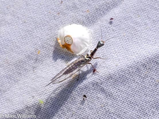 An elongate insect with a long neck. Body black. Long clear wings over abdomen. On a white sheet.