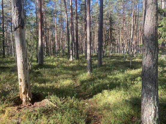 Auringon valaisema mustikkametsä,