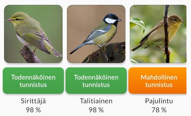 Ruutukaappaus Muuttolintujen kevät -sovelluksesta.

Todennäköinen
tunnistus
Sirittäjä
98 %

Todennäköinen
tunnistus
Talitiainen
98%

Mahdollinen
tunnistus
Pajulintu
78 %