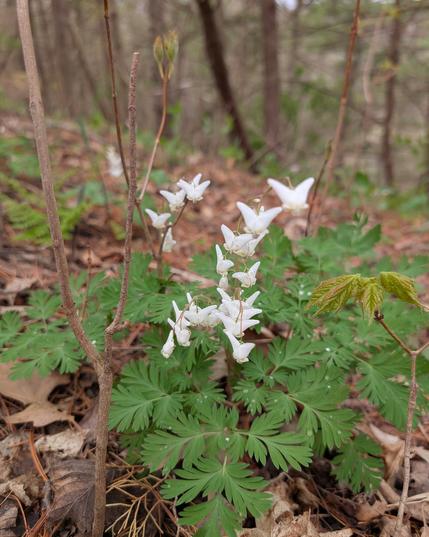 A small clump of Duchman's Breeches flowers. They look like a piar of white pants, inflated and hung upside down on stalks above green, frilly leaves.
