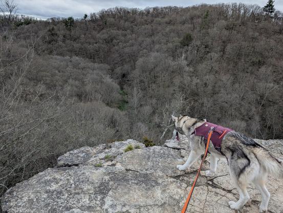 Husky Tonttu looks out over a valley from a flat rock blufftop. The trees on the far slope are still mostly whitish with bare twigs, not yet leafed out for spring. The overall effect is monochromatic, trees, rocks and husky fur, with the husky's burgundy harness and orange lead standing out as spots of color.