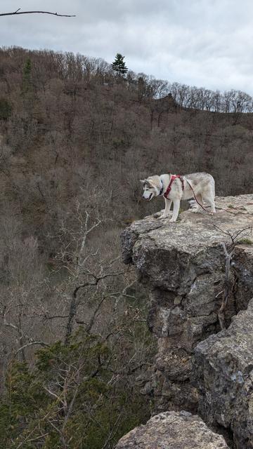 Zeena has now made it to the end of the promontory cliff and looks down at treetops below her. She's wearing a reddish harness and lead that trails off to her handler off screen to the right.