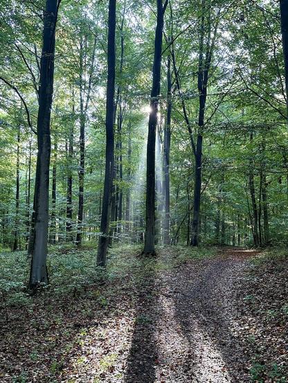 The image depicts a serene forest scene. It shows a trail covered with fallen leaves winding through tall, slender trees. Sunlight is filtering through the foliage, creating a beautiful pattern of light and shadows on the forest floor. The sunbeams also illuminate some mist or haze, adding a mystical quality to the atmosphere. The trees are densely packed and exhibit lush green leaves, suggesting that this photo was taken in late summer or early autumn. The overall mood is tranquil and inviting, perfect for a peaceful walk in nature.