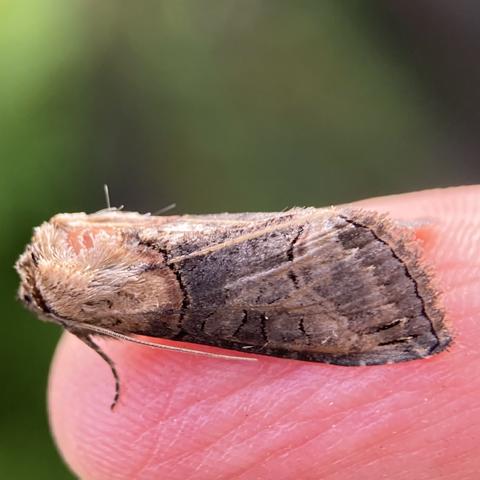 Side on shot of Dark Spectacle.  It is plainer and more light charcoal grey albeit this is an older and faded specimen that has lost its tuft.  Its central band is less pronounced and the stigmata less obvious. The edges of the central band are chestnut red.