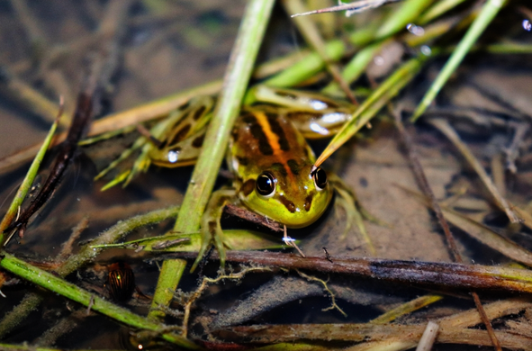 A frog with green sides, brown stripes on its back, black stripes within those brown stripes, and a single, fiery orange stripe in the center, faces us from its resting place in a jumble of mud, twigs and water plants.