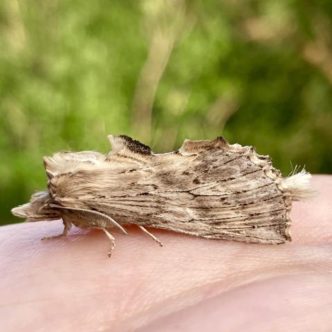 A 2.5cm moth on a palm facing left.  It resembles a pale piece of wood chipping and is an irregular wedge shape. It is light woody brown with thin dark brown grainy streaks.  It has a small tuft halfway down its back which has a dark brown tip.  It has a little light brown snout that pokes out the front.